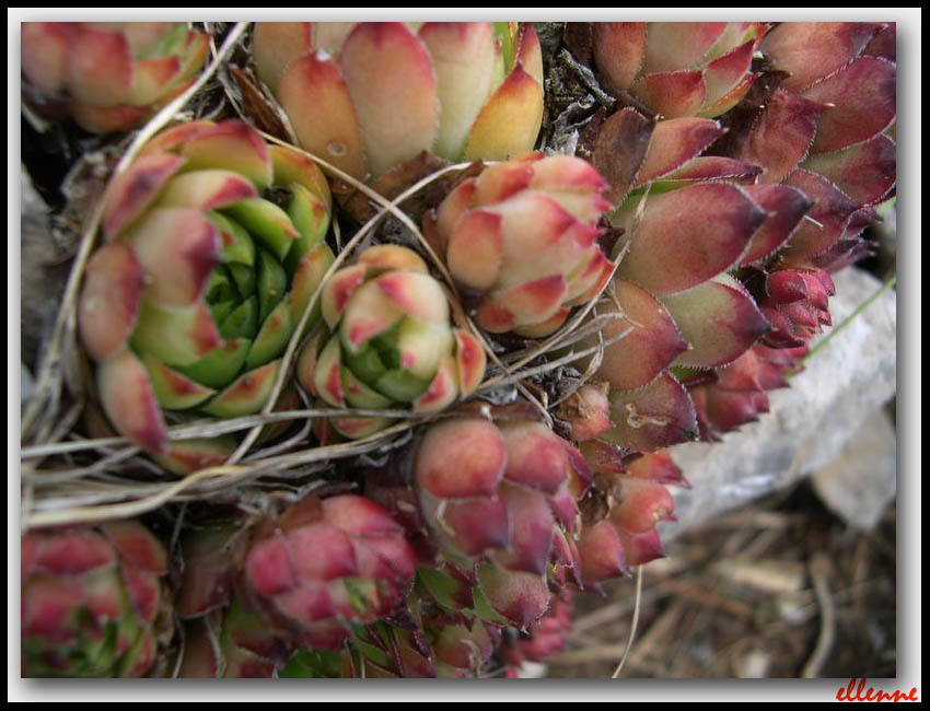 Sempervivum tectorum / Semprevivo maggiore